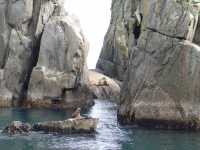 Stellar Sea Lions